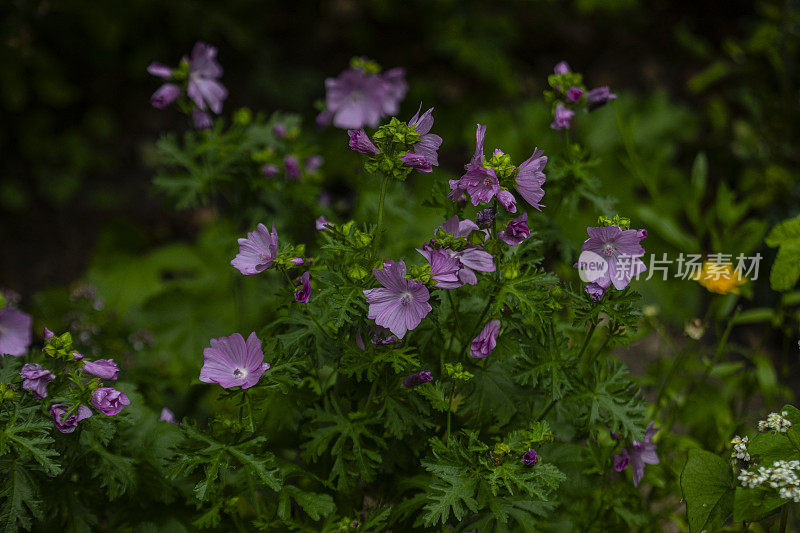 Malva Moschata -麝香锦葵